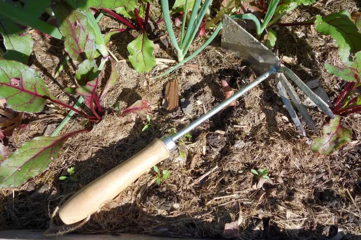 Un outil pour d&eacute;sherber, avec une lame et des dents, repose pr&egrave;s de jeunes betteraves et d'oignons verts.