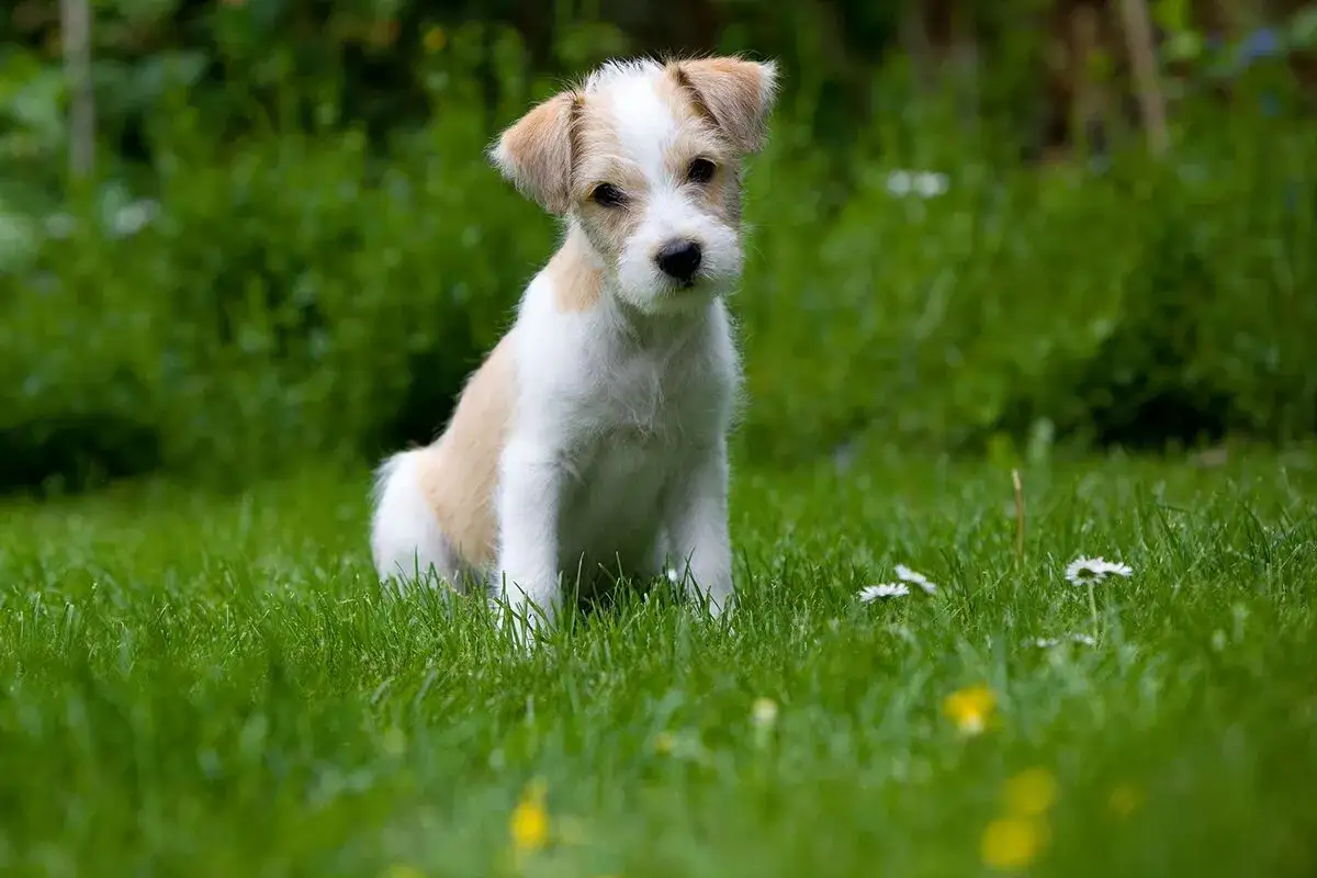 En söt Jack Russell-valp sitter i gräset. Undrar du hur mycket kostar en hund? Denna lilla krabat är nog värd sin vikt i guld.