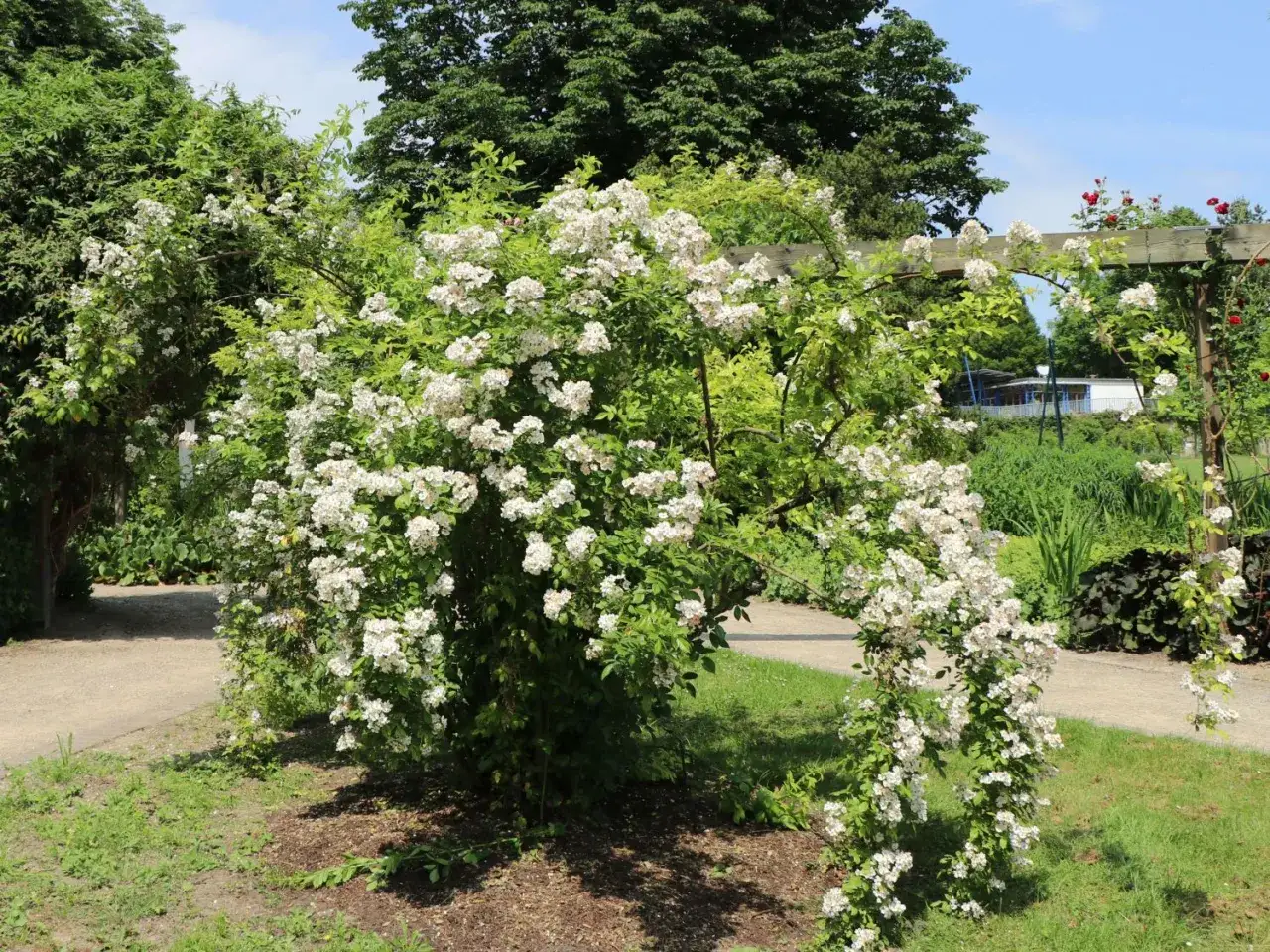 Eine &uuml;ppige rosa multiflora Rose rankt sich &uuml;ber einen Holzpergola und bildet einen bl&uuml;henden Bogen im Garten.