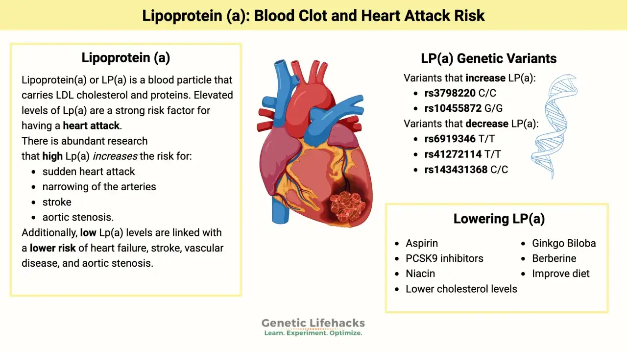 Wysoki poziom apolipoproteiny B (LP(a)) zwiększa ryzyko zawału serca. Obraz przedstawia serce z zakrzepem.