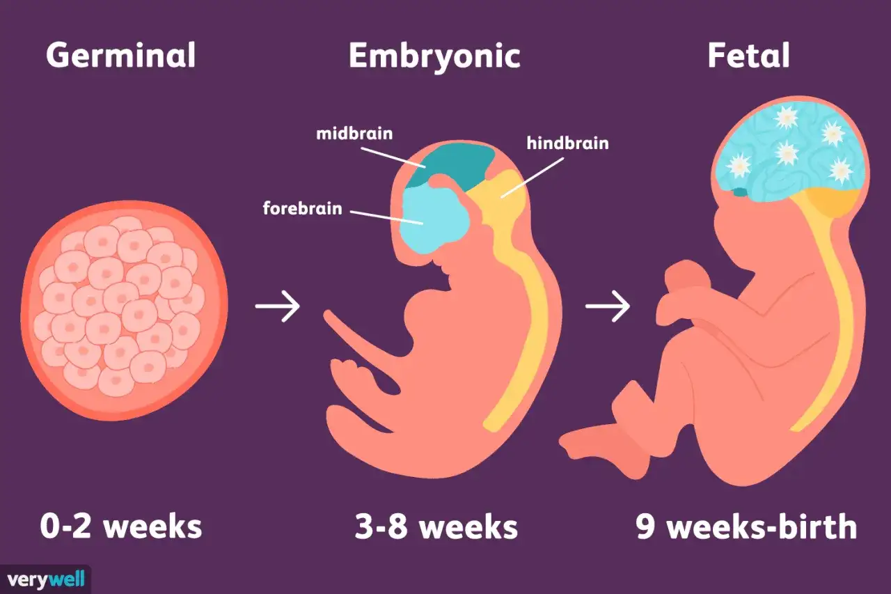 Darstellung der Embryo Entwicklung: von Zellhaufen (0-2 Wochen) &uuml;ber einen sich formenden Embryo mit Gehirnteilen (3-8 Wochen) bis zum F&ouml;tus (9 Wochen-Geburt).