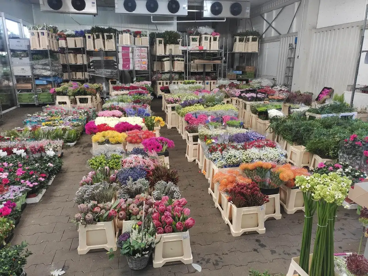 Asortyment giełdy kwiatowej Częstochowa, rośliny doniczkowe giełda, artykuły florystyczne