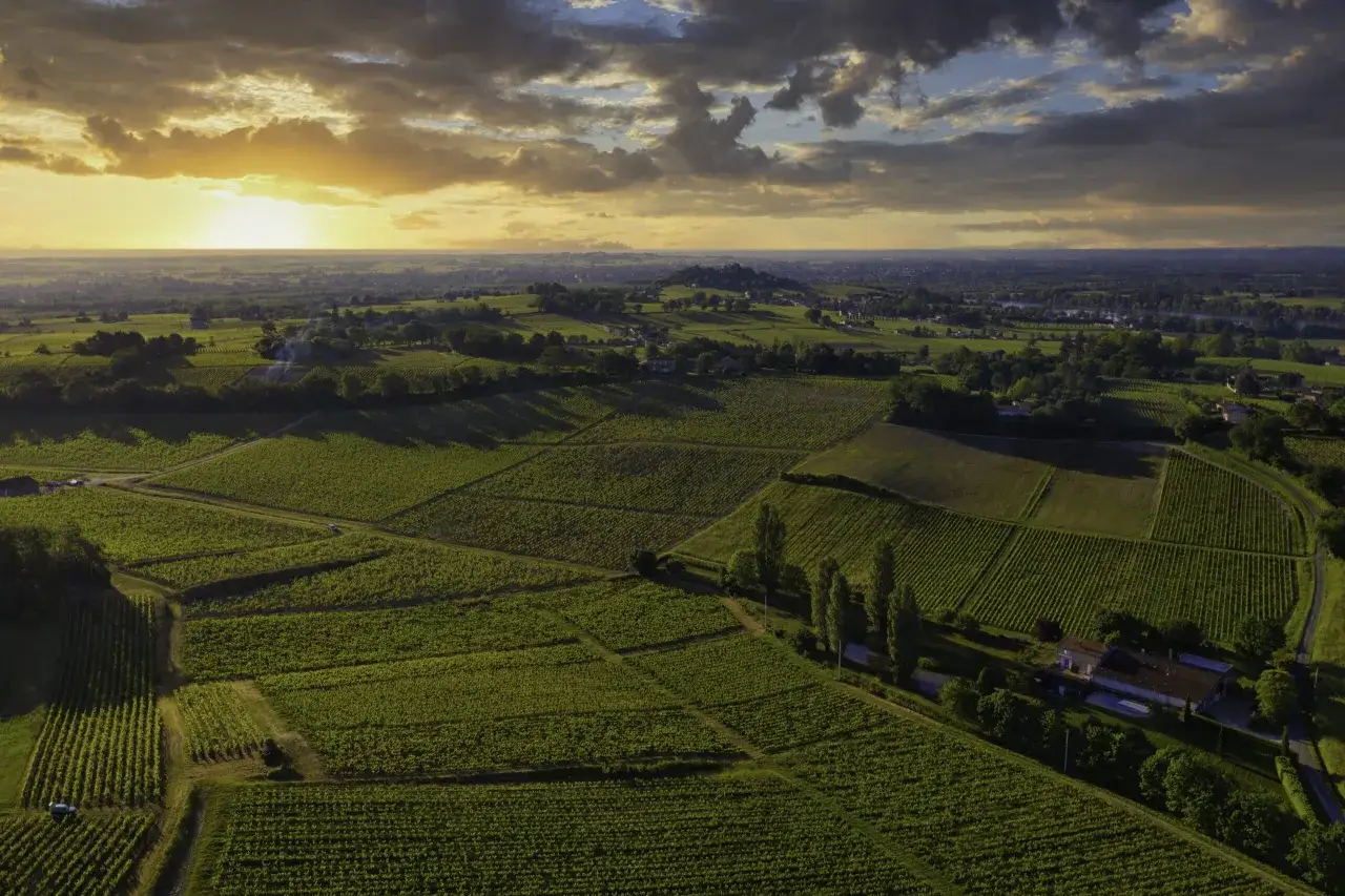 Vastes vignobles verdoyants sur la rive droite de Bordeaux, baign&eacute;s par la lumi&egrave;re dor&eacute;e du soleil couchant.