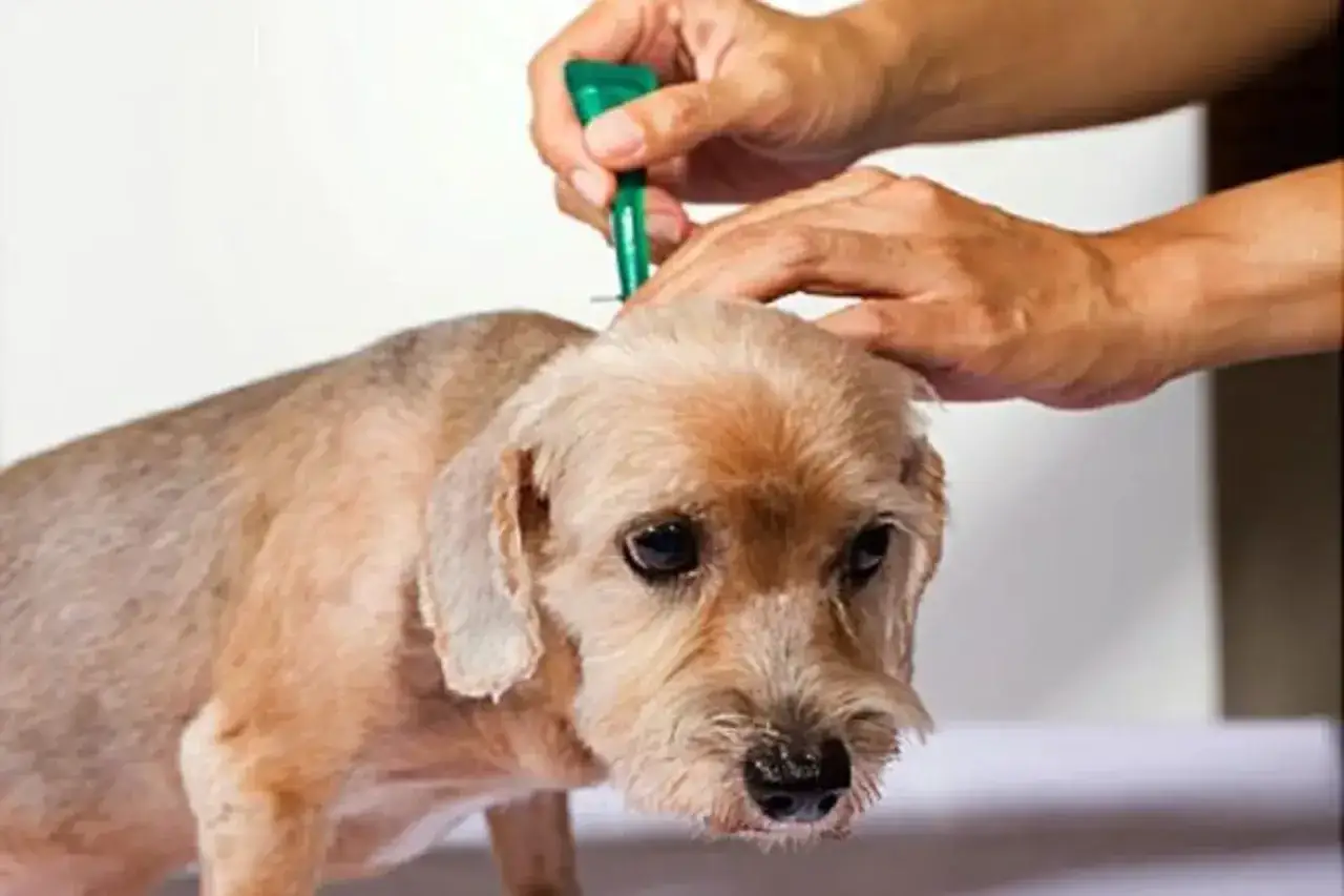 Hund wird mit Spot-on-Pr&auml;parat gegen Parasiten behandelt. Permethrin hund sch&uuml;tzt vor Zecken und Fl&ouml;hen.