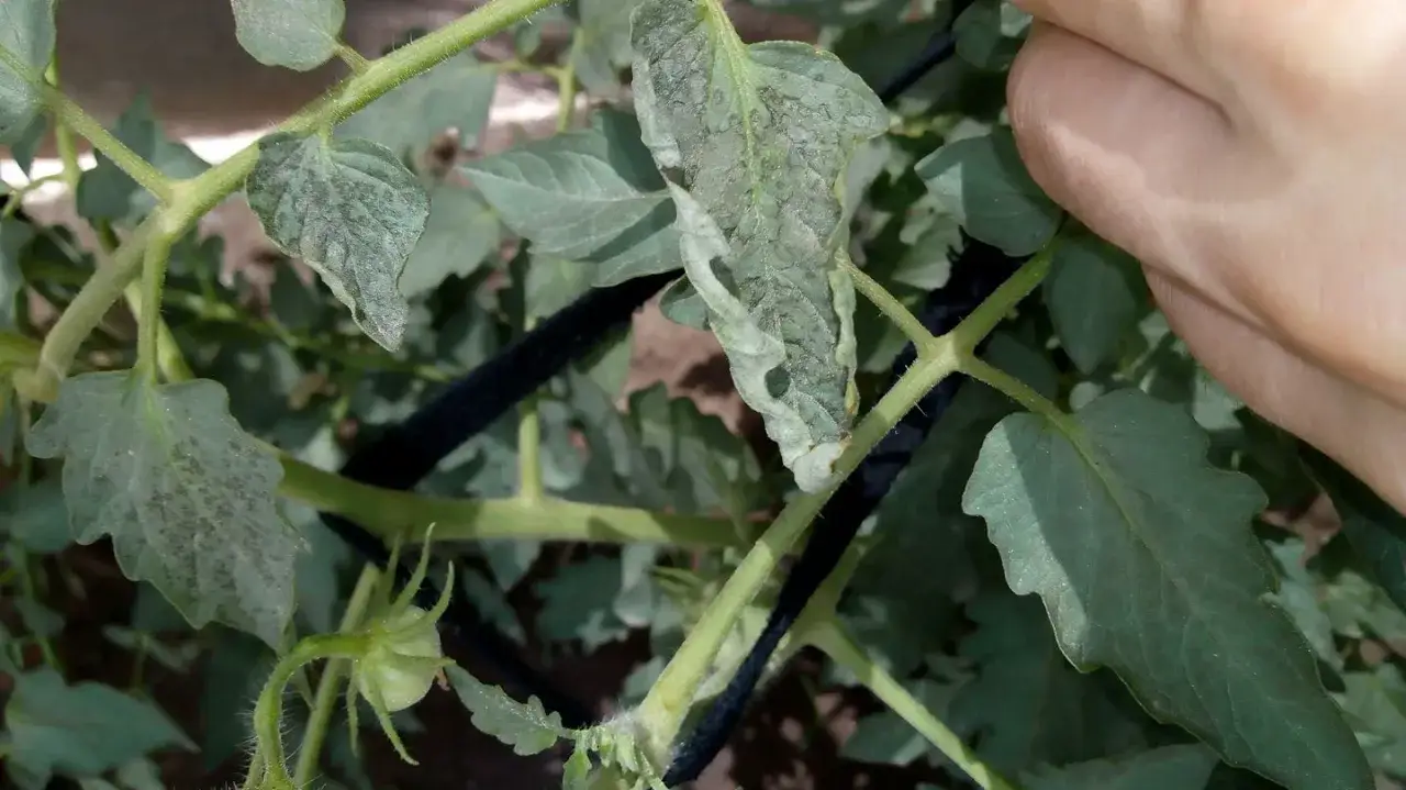 Hojas de tomate con manchas negras, indicando posible enfermedad. Una mano revisa la planta.