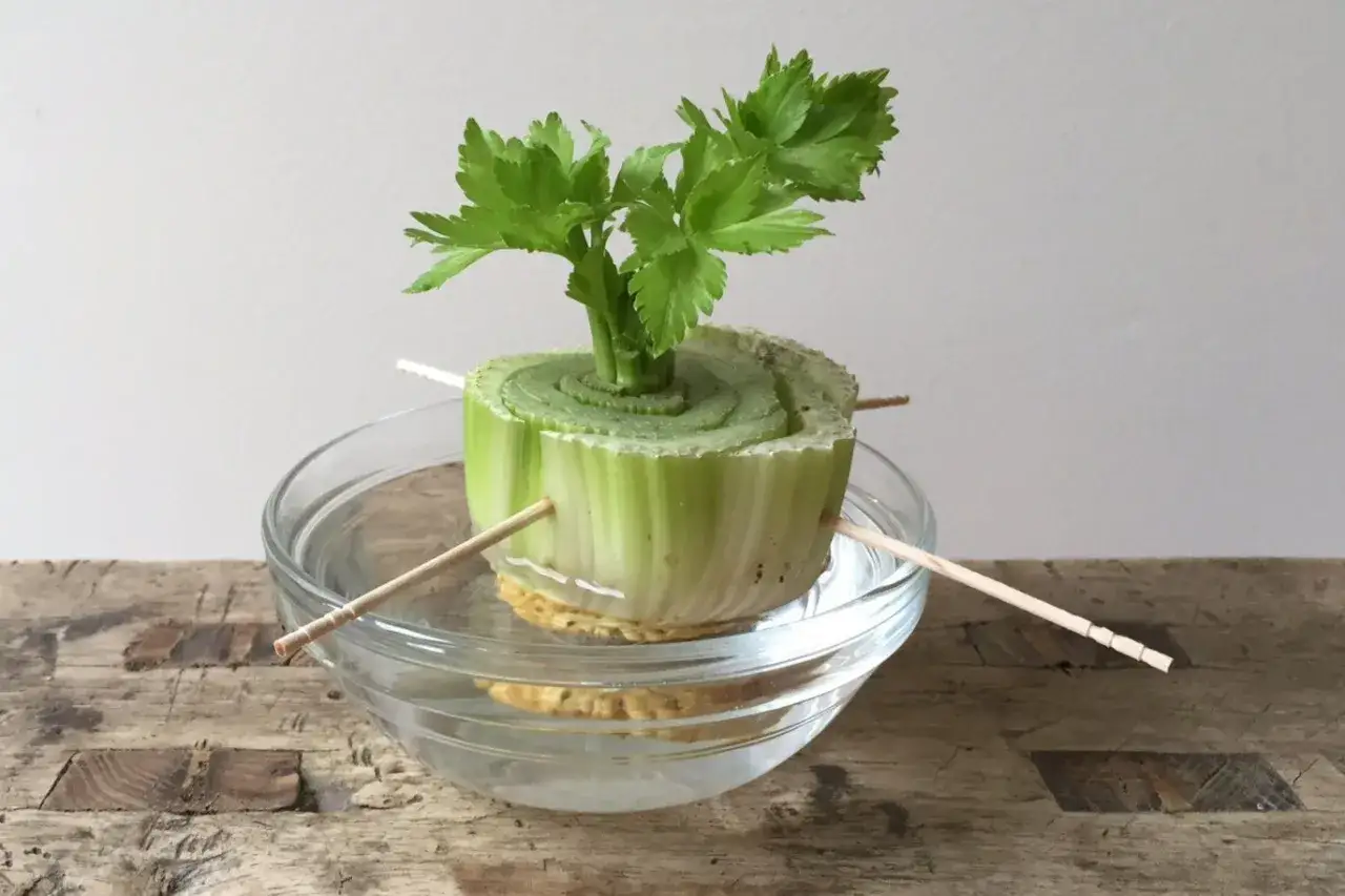 A celery plant base is regrowing new leaves in a glass bowl of water, supported by toothpicks.