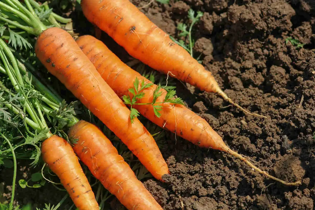 Carottes fraîchement récoltées, prêtes pour la plantation d'hiver. Savoir quand semer les carottes d'hiver est essentiel pour une récolte réussie.