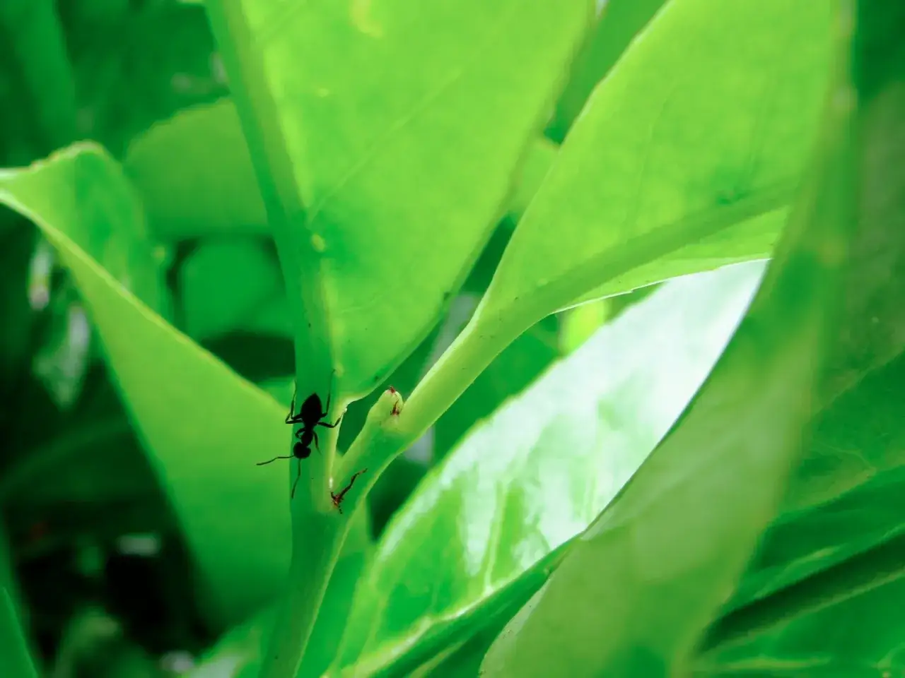 Una hormiga negra trepa por un tallo verde entre hojas de laurel.