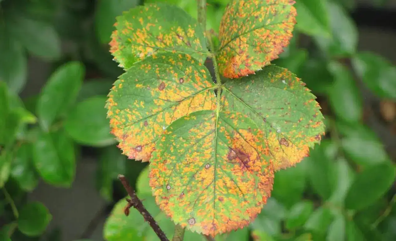 Rosenbl&auml;tter mit Rostflecken. Hausmittel gegen Rosenrost gesucht? Hier sind die Symptome.