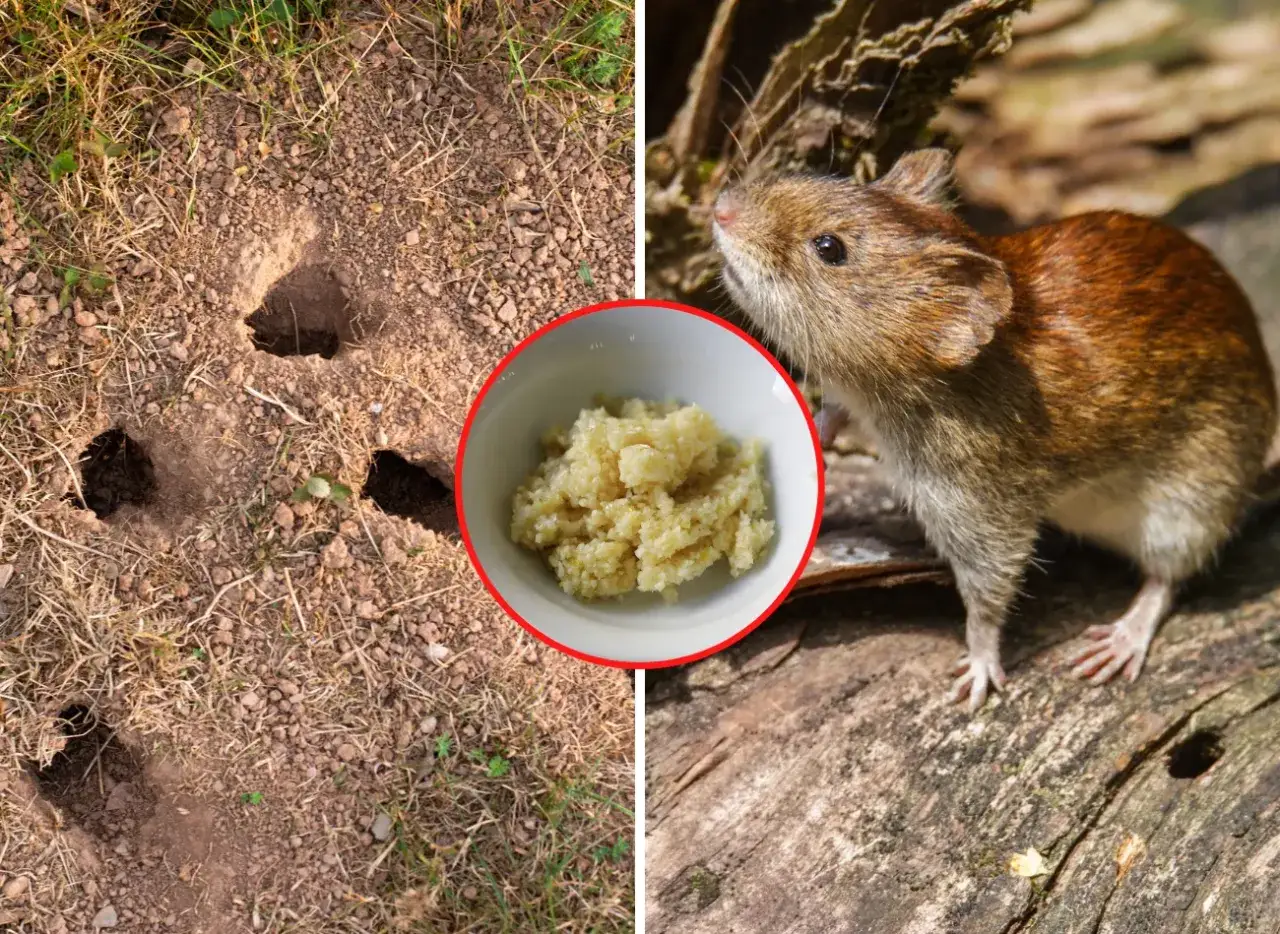 Nory w ogrodzie i mała nornica obok miseczki z jedzeniem.