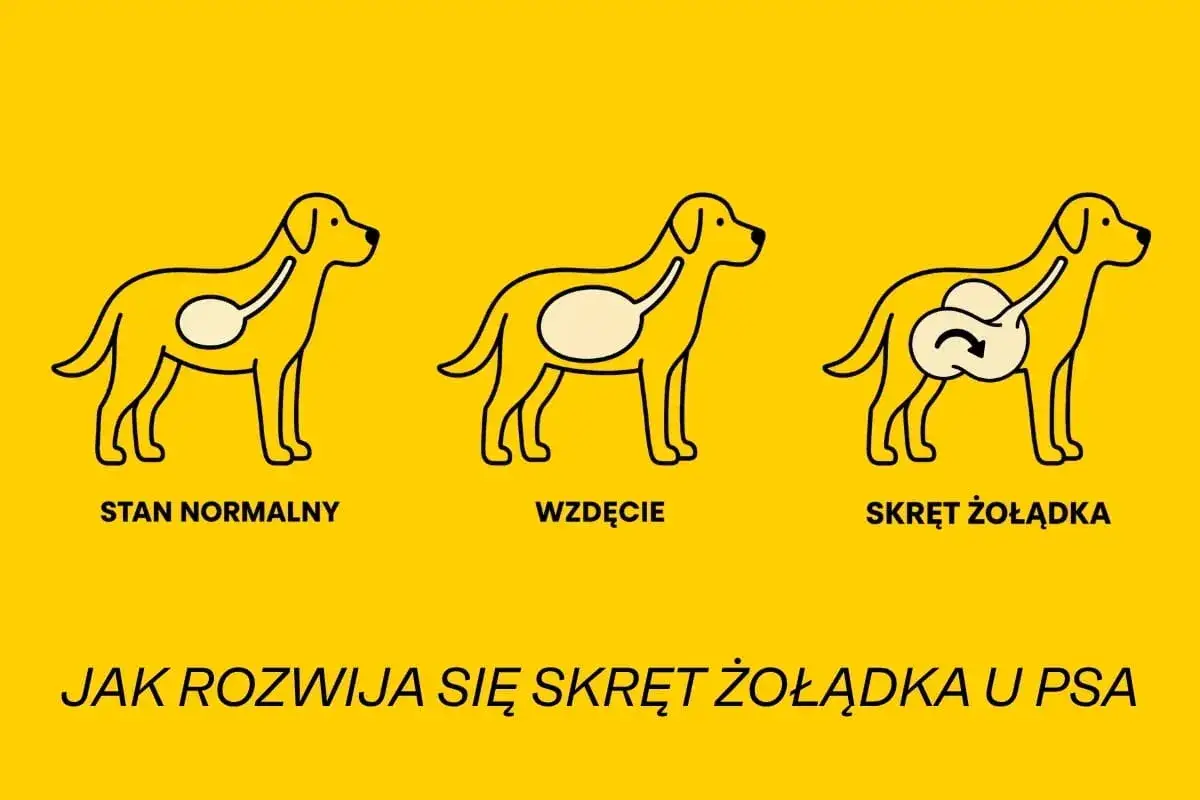 Ilustracja pokazuje trzy etapy: normalny żołądek psa, wzdęcie i niebezpieczny skręt żołądka, który może prowadzić do skrętu kiszek.