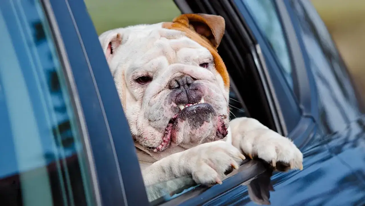 Bulldog con cara de cansancio asoma por la ventanilla del coche. Quizás necesite biodramina perros para el próximo viaje.