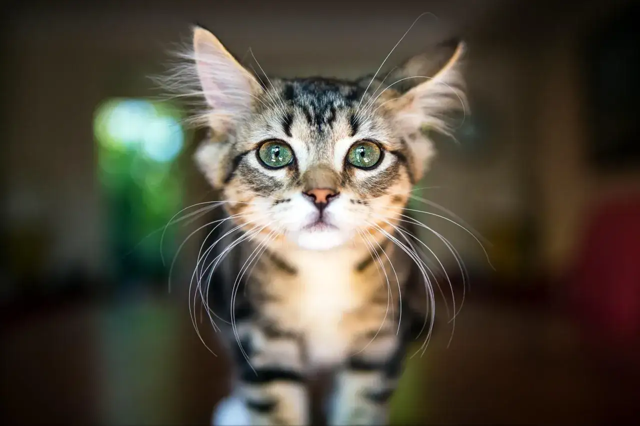 A tabby kitten with striking green eyes gazes directly at the camera, a perfect subject for learning how to take pet photos.