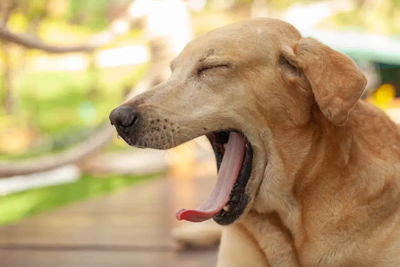 A golden dog yawns wide, showing its pink tongue. This might be why do dogs yawn: to cool down, show stress, or even to communicate.
