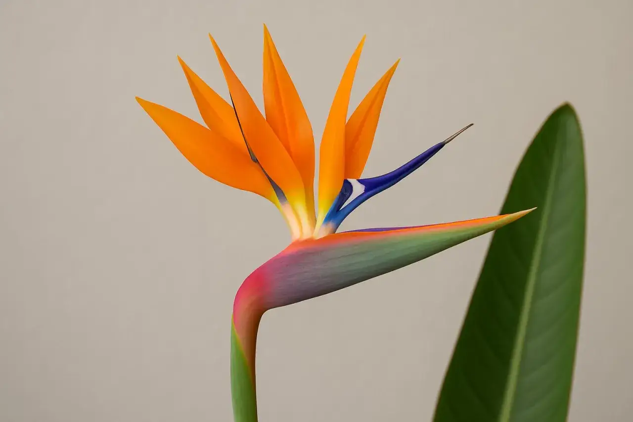 Exotische Streblitzie mit leuchtend orangen Blütenblättern und blauem Schnabel. Tipps zur Streblitzie Pflege für ein tropisches Flair.