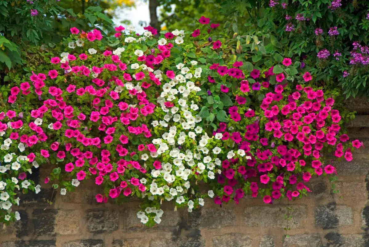Un mur de pierre d&eacute;borde de semis de p&eacute;tunias roses et blancs &eacute;clatants, cr&eacute;ant une cascade de couleurs joyeuses.