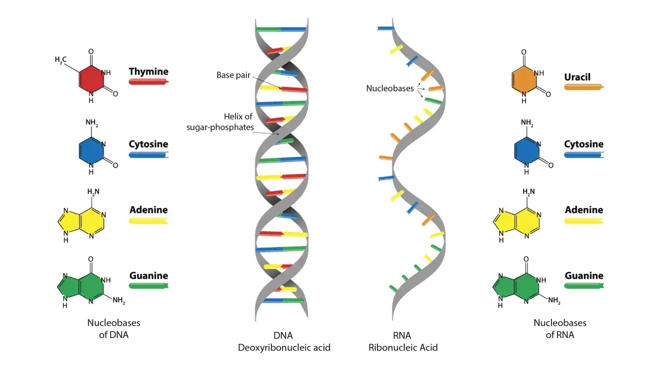 Nukleotydy co to? Schemat przedstawia budowę DNA i RNA, pokazując zasady azotowe (adenina, guanina, cytozyna, tymina/uracyl) i ich rolę w tworzeniu nici.