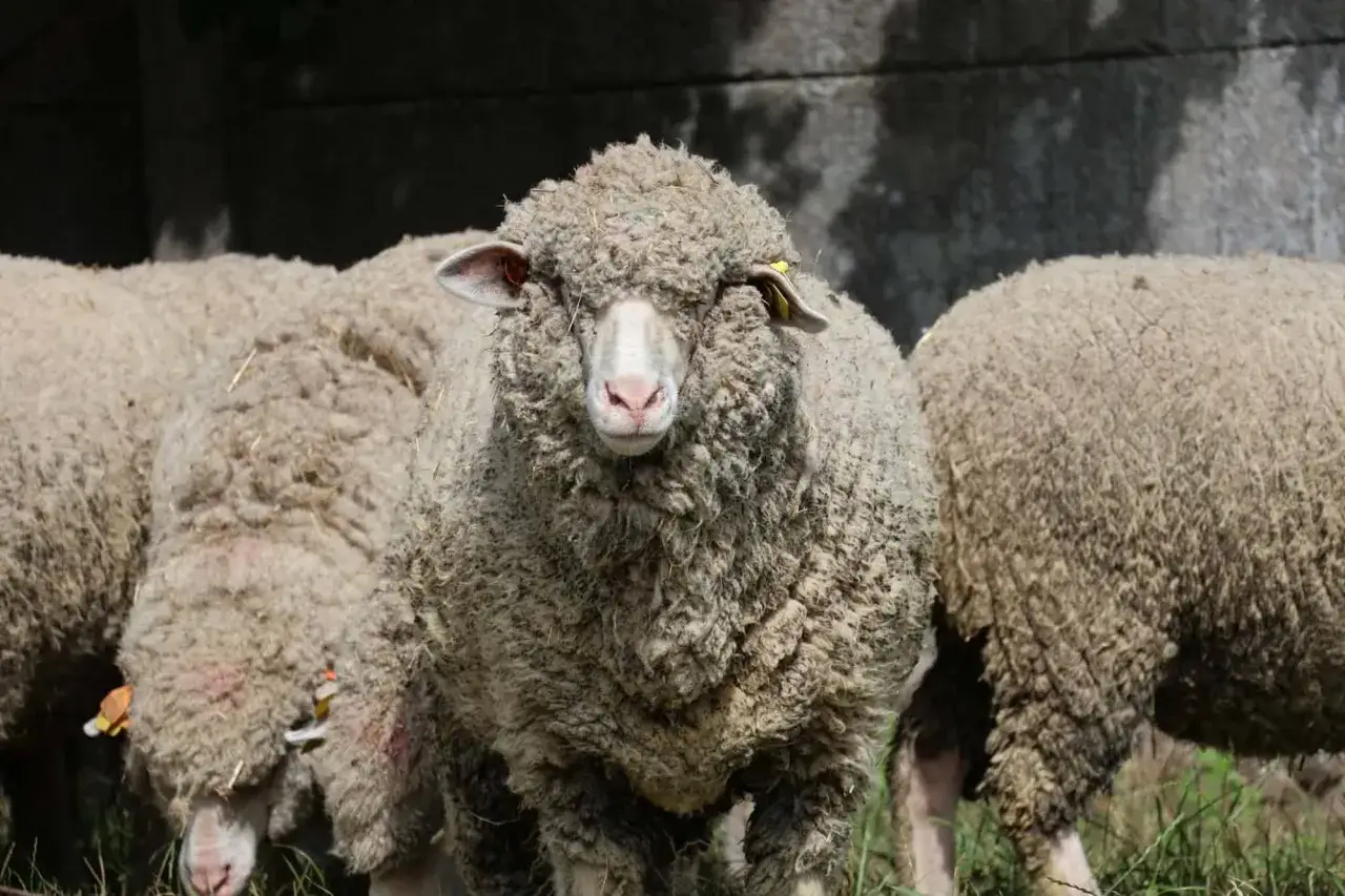 Owce z grubą, puszystą wełną merino. Ta wełna, znana z miękkości, jest idealna na ciepłe ubrania.