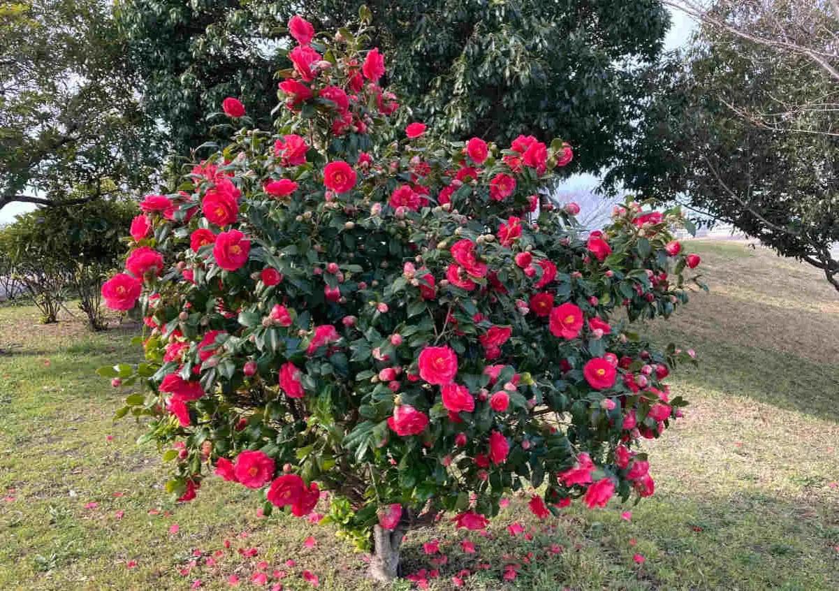 Un arbuste de cam&eacute;lia fleur, couvert de fleurs rouge vif, se dresse sur une pelouse verdoyante.