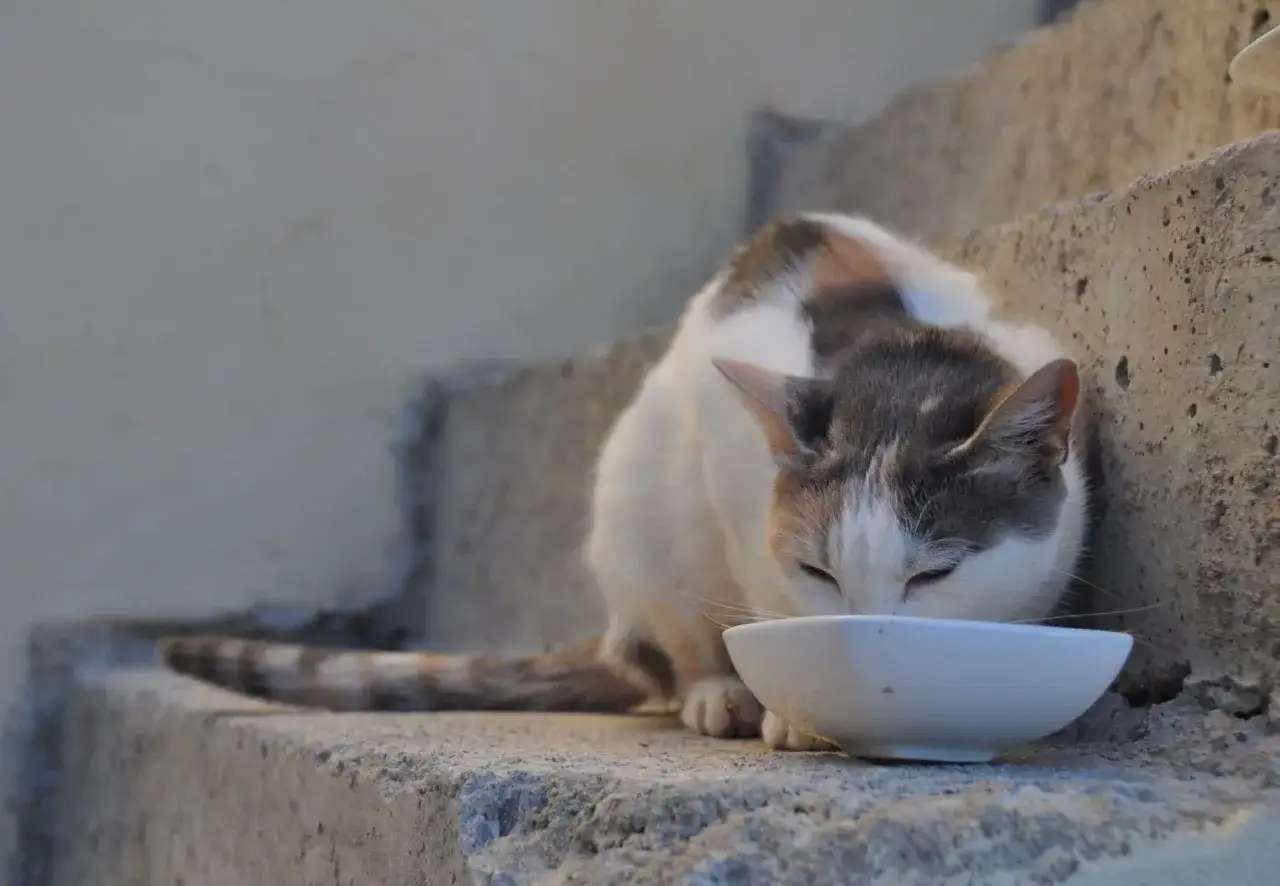 A cat drinks from a bowl, perhaps wondering if cats can drink salt water.