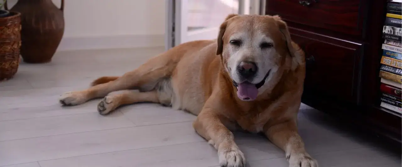 Uśmiechnięty, starszy labrador leży na podłodze. Zastanawiasz się, ile żyją labradory? Ten pies wygląda na szczęśliwego i zrelaksowanego.