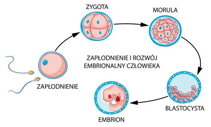 implantacja zarodka w macicy animacja
