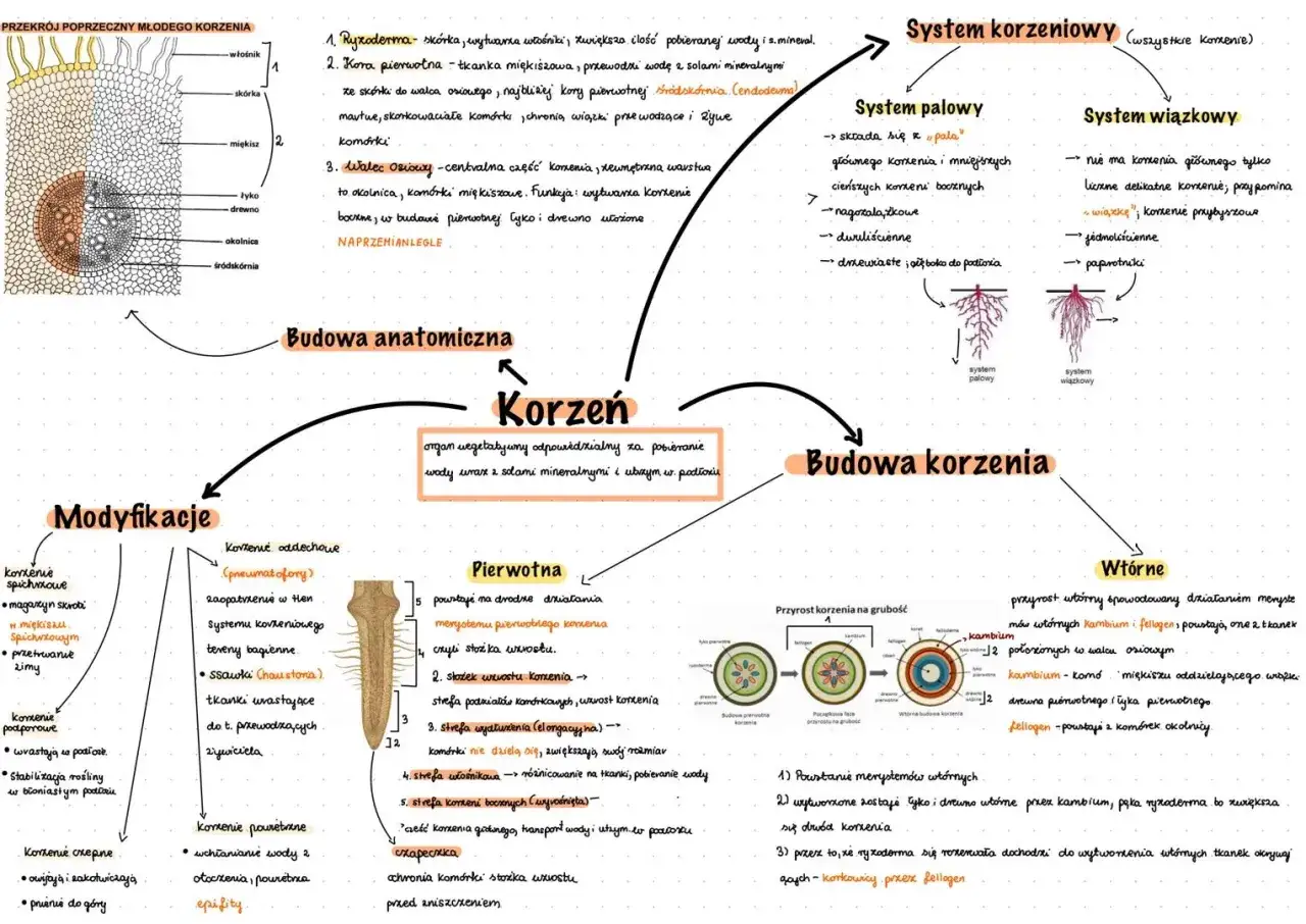 Budowa korzenia: organ pobierający wodę i sole mineralne, z podziałem na budowę anatomiczną, systemy korzeniowe (palowy, wiązkowy) i modyfikacje. Kluczowe dla biologii.