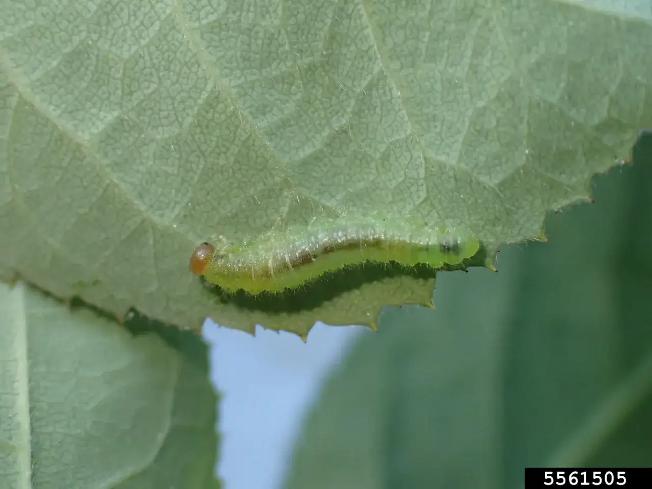 A small, green caterpillar, one of the common rose pests, munches on the edge of a rose leaf.