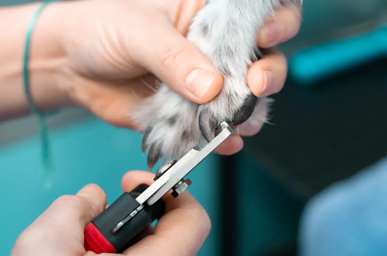 N&auml;rbild p&aring; kloklippning av hund. En person h&aring;ller f&ouml;rsiktigt i hundens tass medan en klosax anv&auml;nds f&ouml;r att klippa en klo.