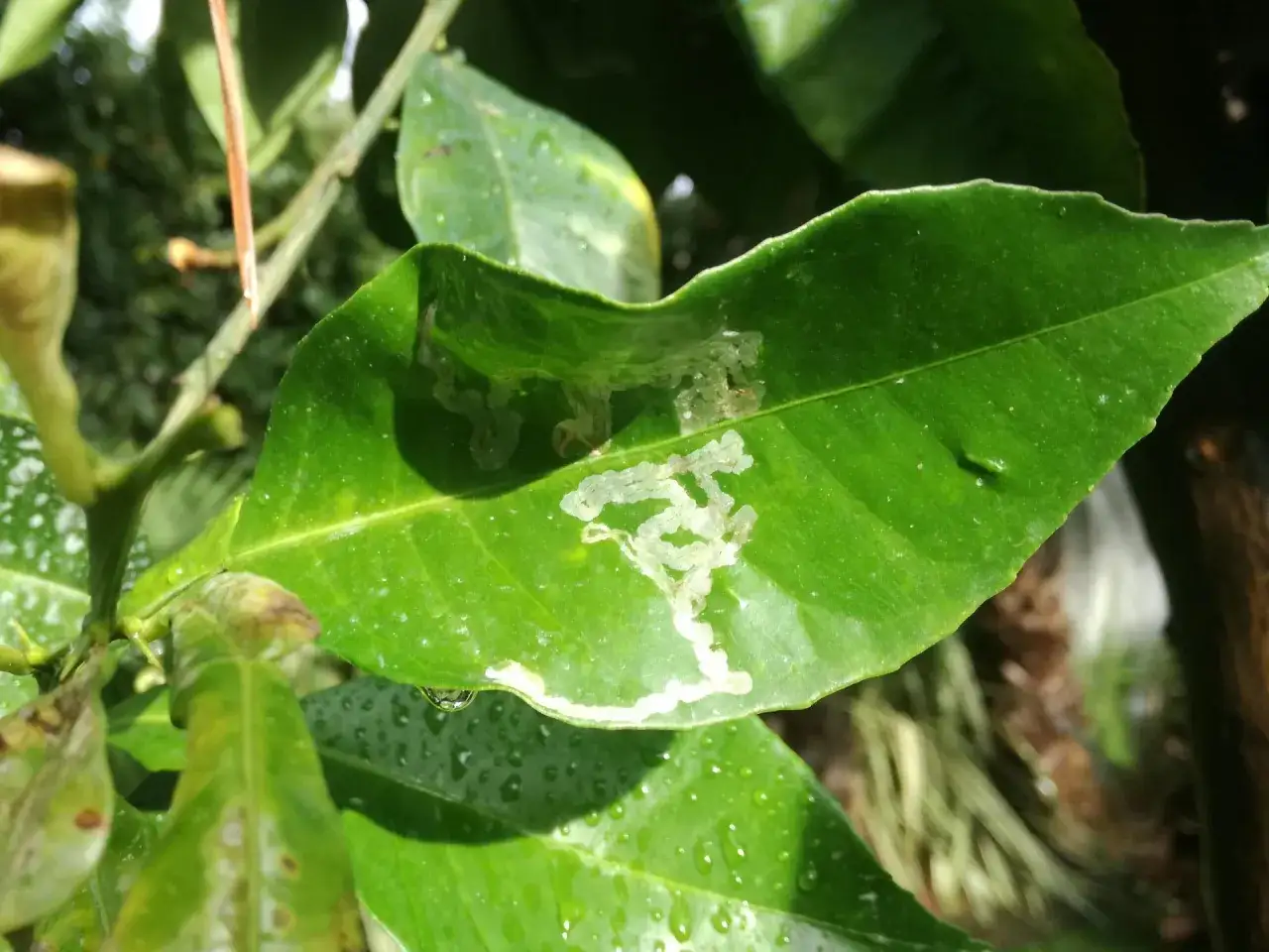 Foglie di limone in vaso con mine serpeggianti, segno di malattie.