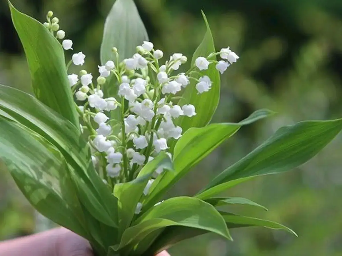 Un bouquet de muguet, symbole de la tradition du 1er mai, prêt à être offert.