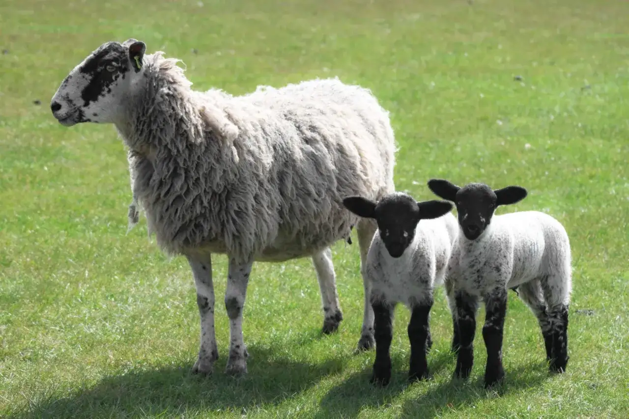 Una oveja madre con dos corderos juguetones en un prado verde. Parecen tan felices que dan ganas de soñar con ovejas.