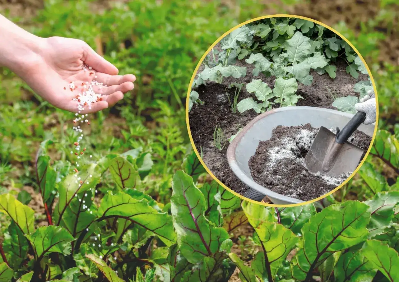 Ręka rozsypuje granulki, idealny naturalny nawóz do pomidorów i ogórków. W tle taczka z ziemią i łopatą.