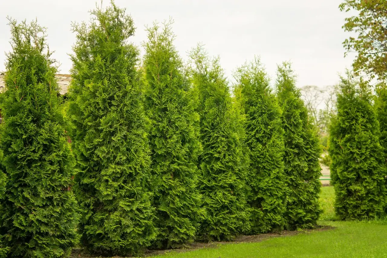 Eine Reihe von hohen, gr&uuml;nen Lebensb&auml;umen bildet eine dichte **Thuja Hecke**. Sie grenzt einen gepflegten Rasen ab und bietet Sichtschutz.