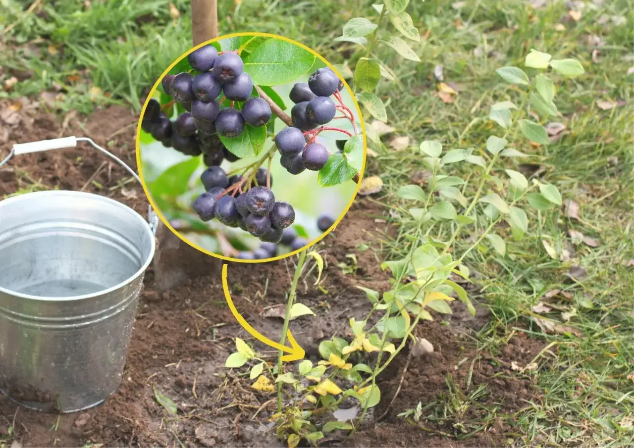 Sadzonka aronii czeka na podlanie. Wokół kępy ciemnych owoców aronii.