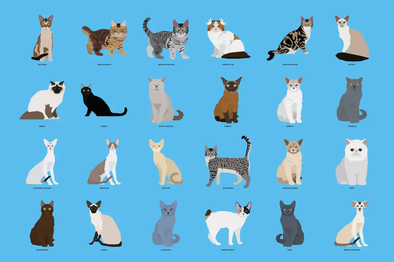 Illustrazione di diverse razze di gatti, tra cui Abissino, Siamese e Persiano, con i loro nomi sotto.