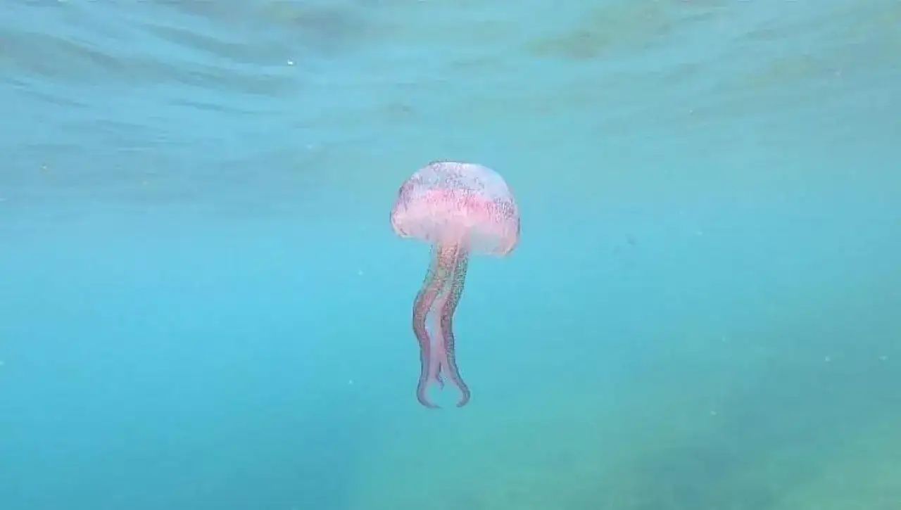 Una medusa rosa e bianca fluttua nell'acqua cristallina, un membro solitario della famiglia delle meduse.