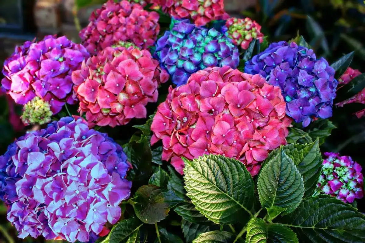 Un tripudio di fioritura ortensie in tonalit&agrave; rosa, viola e blu, con foglie verdi lussureggianti.