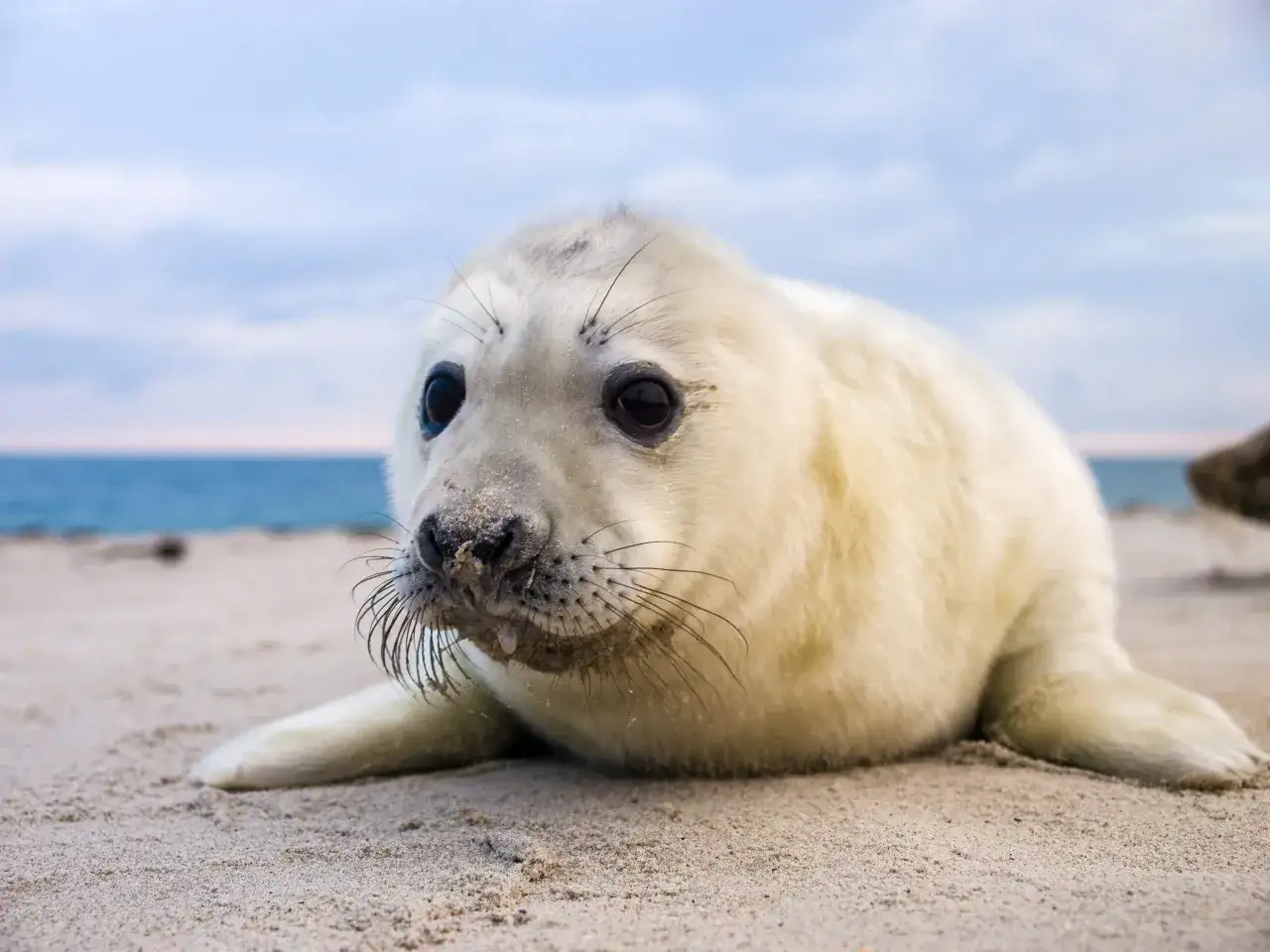 Małe, puchate foki na plaży. Zastanawiasz się, ile żyją foki? Ten maluch ma przed sobą długie życie pełne morskich przygód.