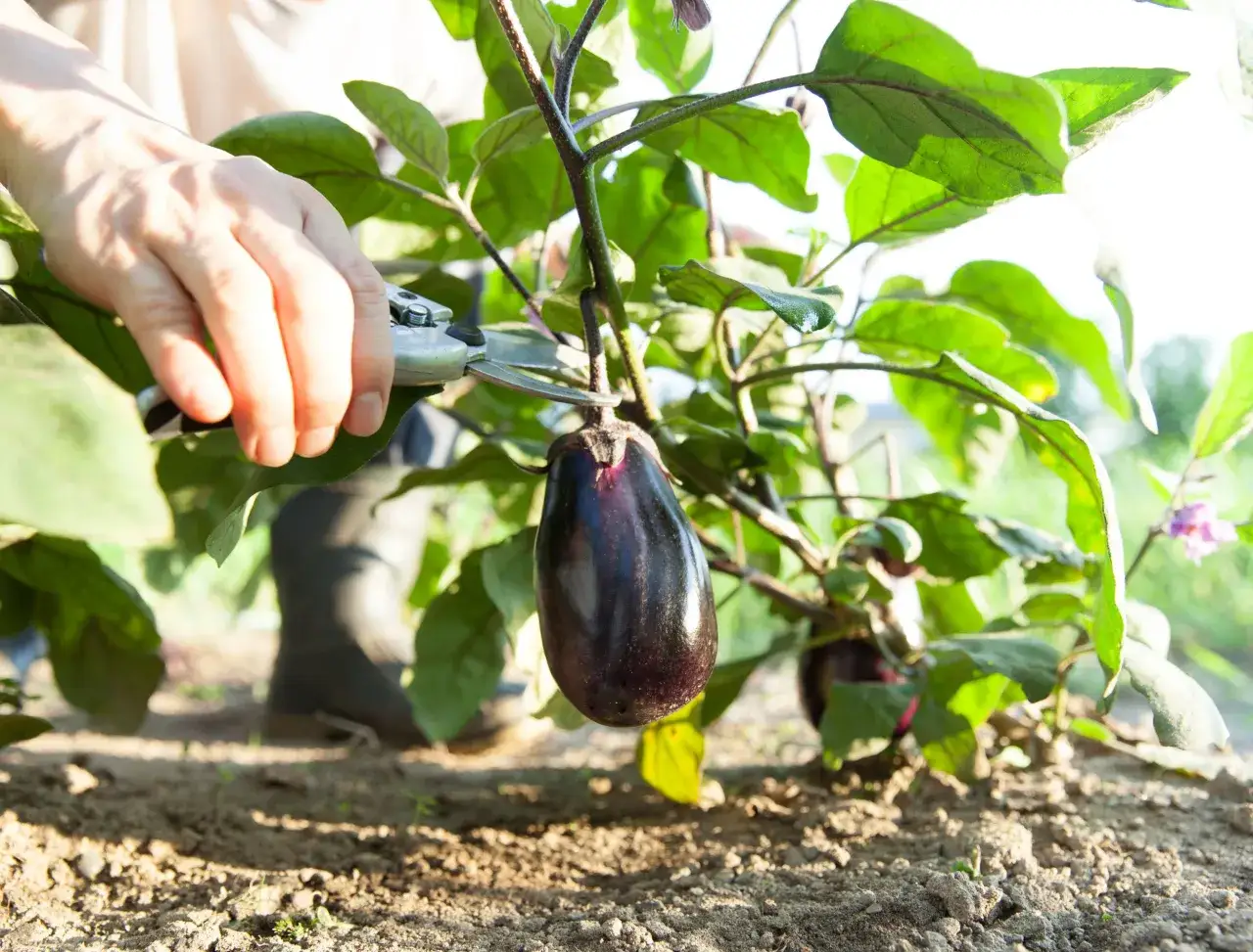 Main d'un jardinier coupant une aubergine mûre. La taille de l'aubergine est parfaite pour la récolte.