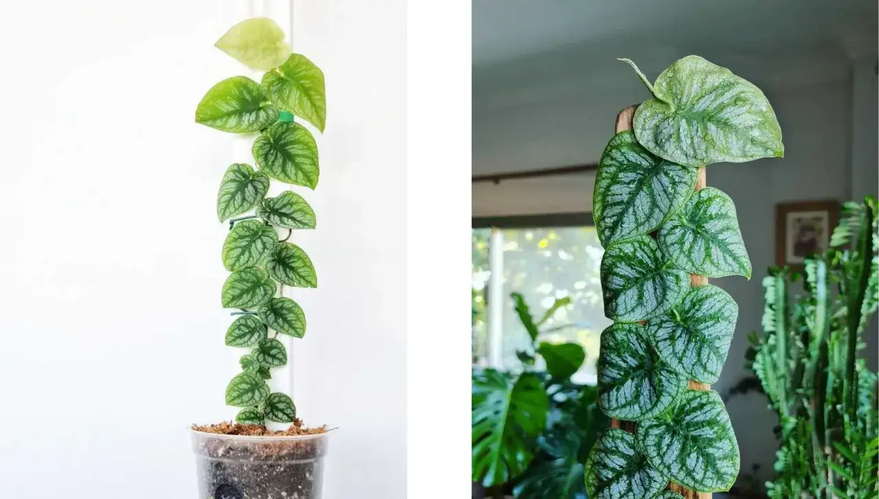 Dwie piękne monstera odmiany pnące się po paliku. Liście o srebrzystym wzorze zachwycają.