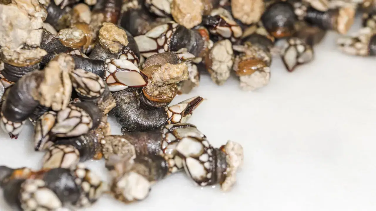 Mont&oacute;n de percebes marisco, con sus caparazones blancos y negros, listos para ser cocinados.