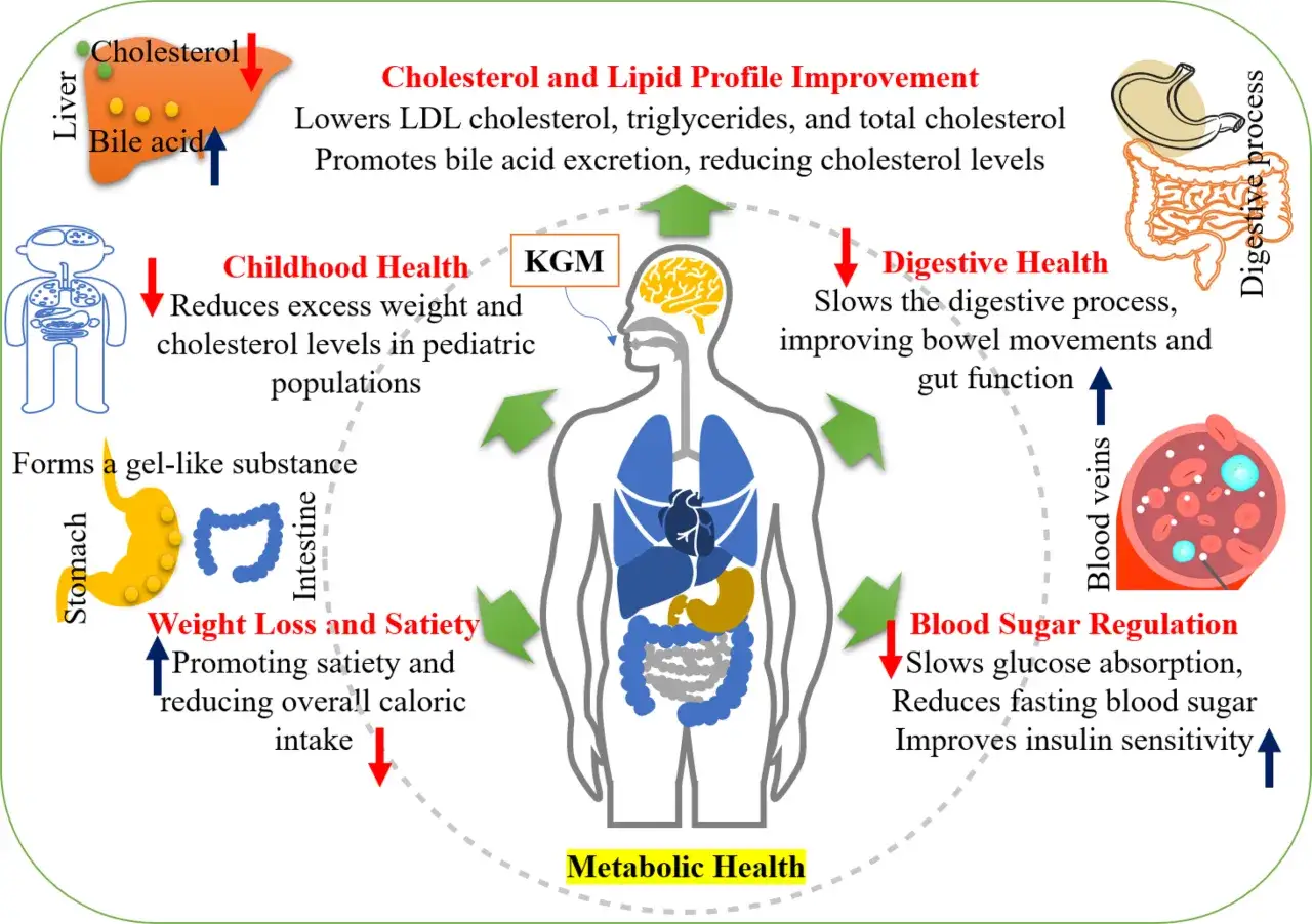 KGM, czyli konjac, wspiera zdrowie metaboliczne, poprawia trawienie, reguluje poziom cukru we krwi i pomaga w utracie wagi.