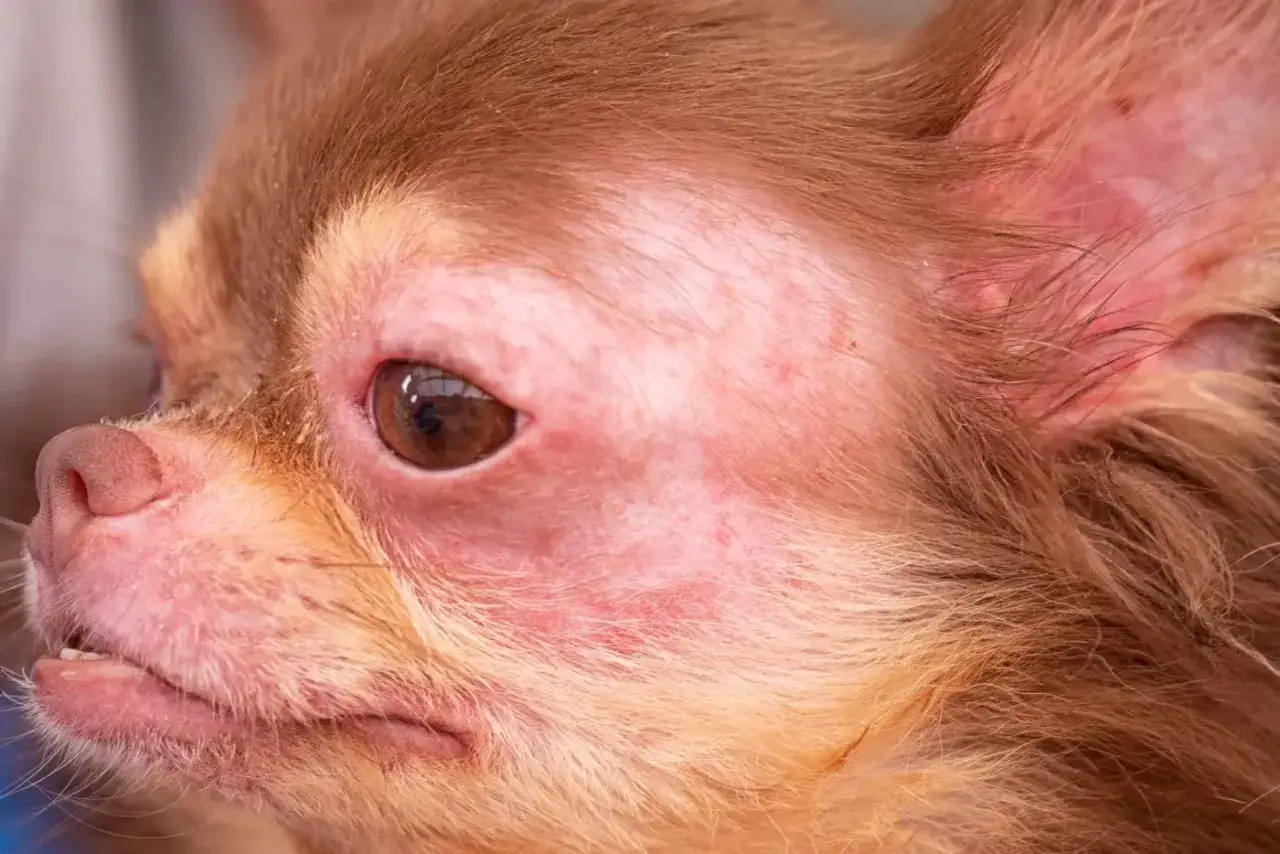 Hundegesicht mit ger&ouml;teter Haut und Haarausfall, Anzeichen einer Pollenallergie.