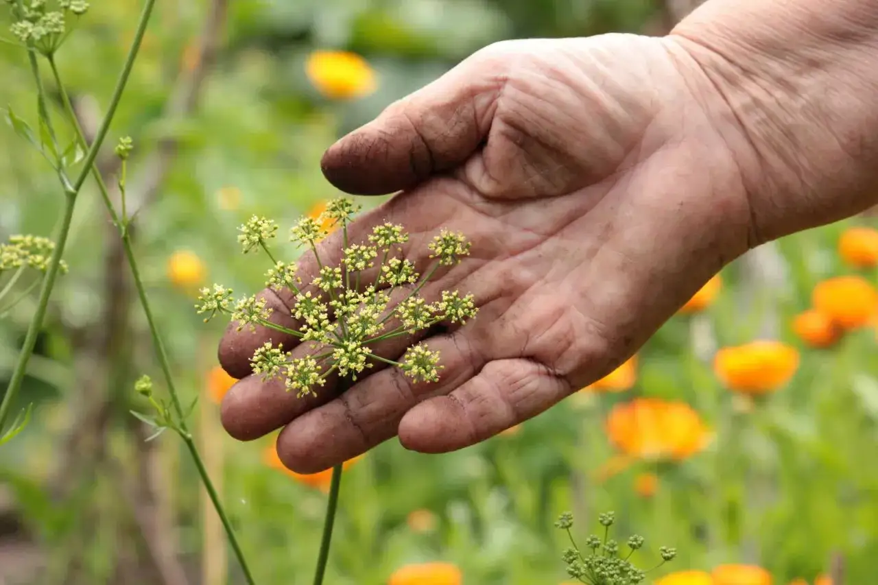 Eine schmutzige Hand h&auml;lt zarte, gelbe Bl&uuml;ten. Vorsicht: Petersilie giftig!