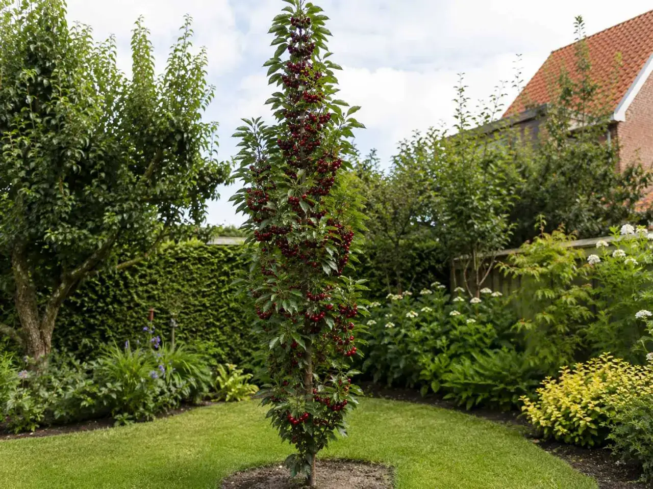 Un jeune cerisier chargé de fruits, avec une maison visible à distance. La plantation est au cœur d'un jardin verdoyant.