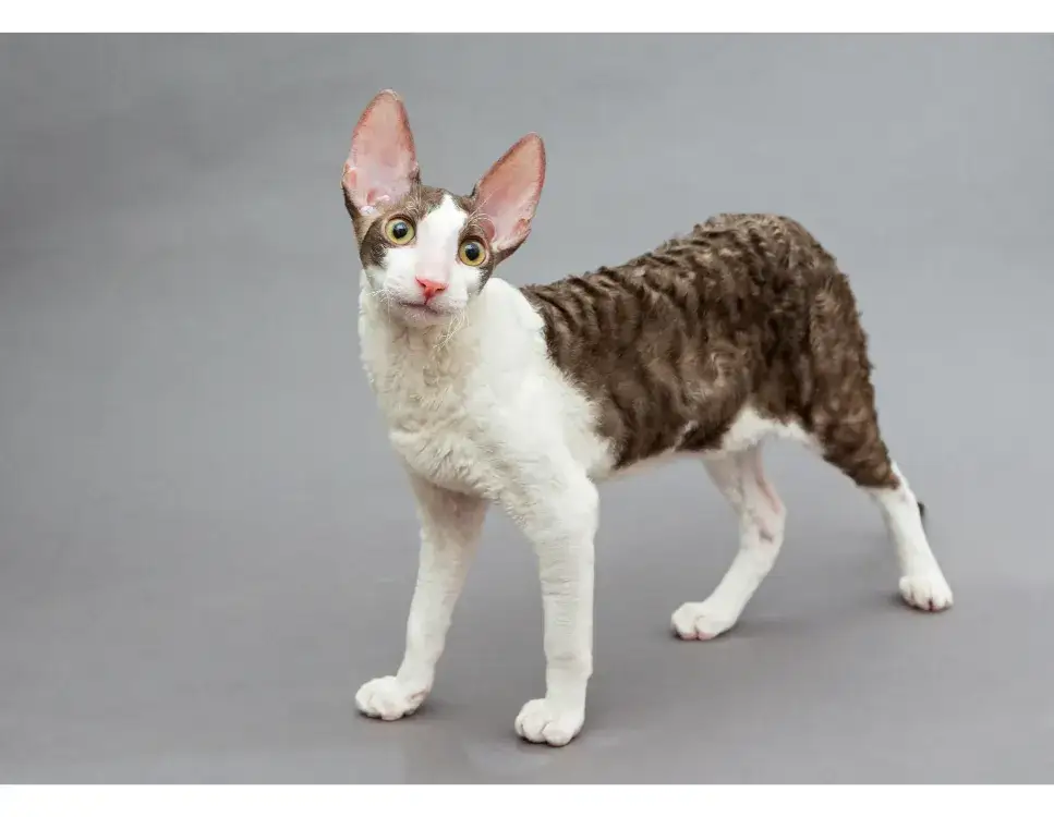 Zdjęcie Cornish Devon Rex - różnice, cechy i opieka nad tymi rasami kotów