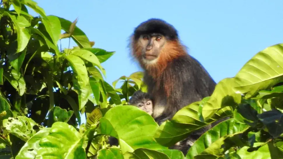 Zdjęcie Fascynujący świat małp z Borneo! Oto 5 niezwykłych gatunków wyspy