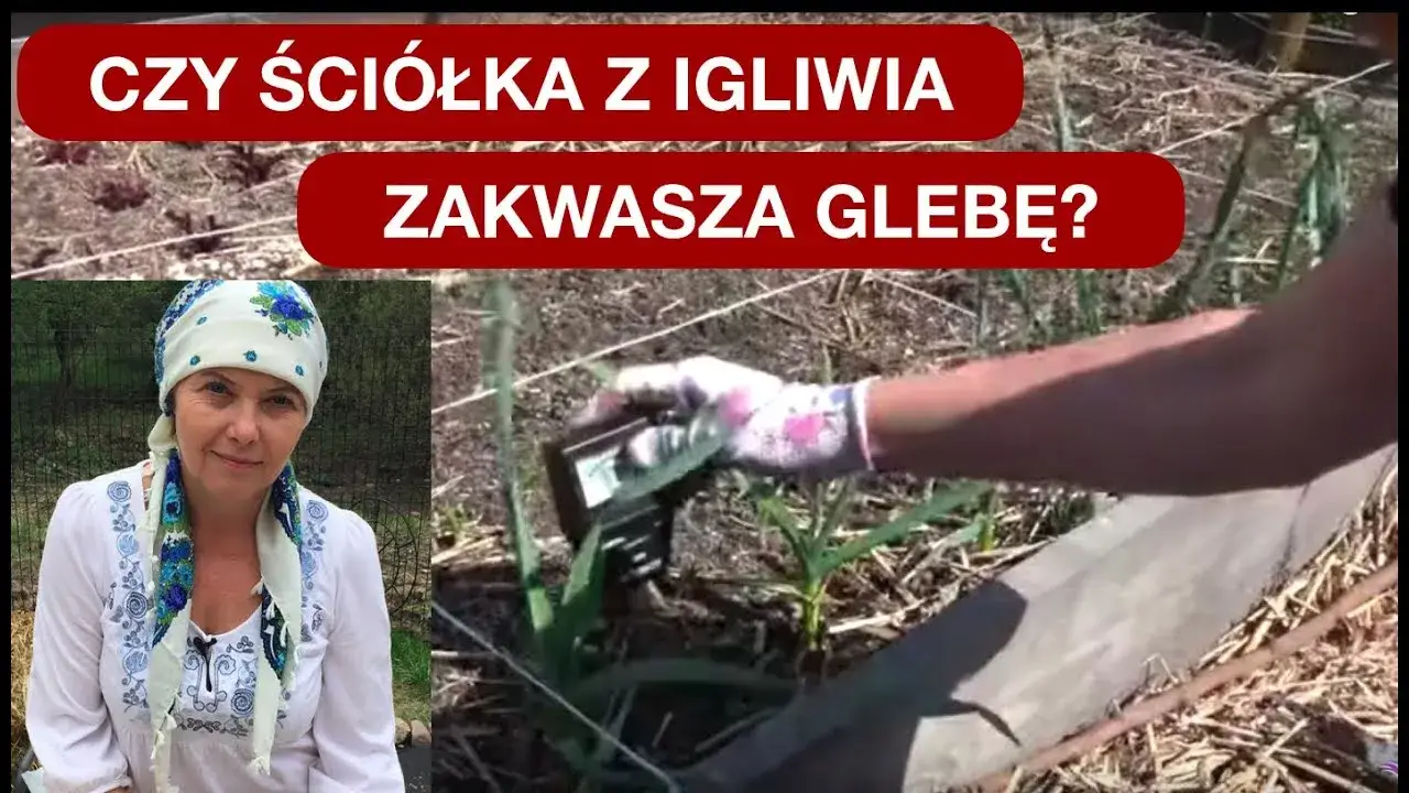 Zdjęcie Czy igliwie zakwasza glebę i jak wpływa na rośliny kwasolubne?