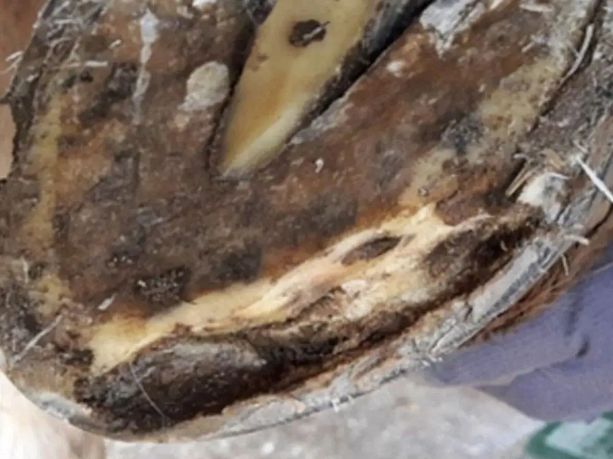 Gros plan d'un sabot de cheval, montrant une zone affectée par une fourmilière. La texture est rugueuse et sombre.